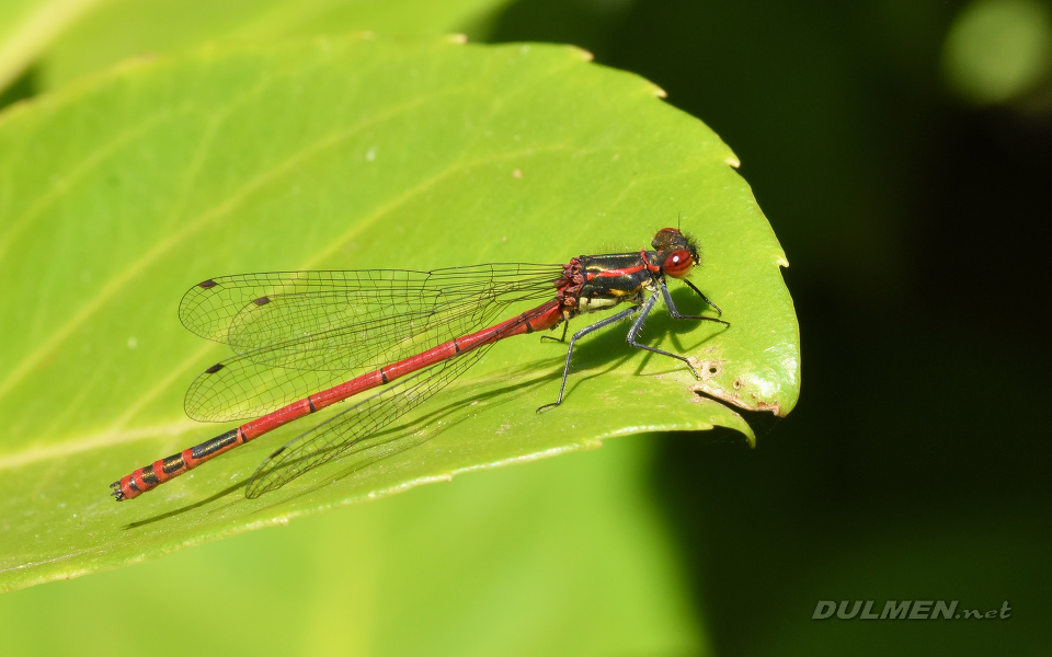 Large Red Damsel (Pyrrhosoma nymphula)